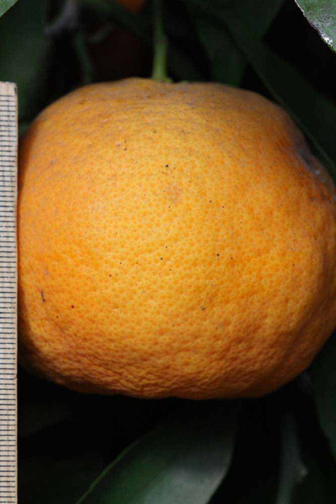            Fruit (Riverside, CA)   